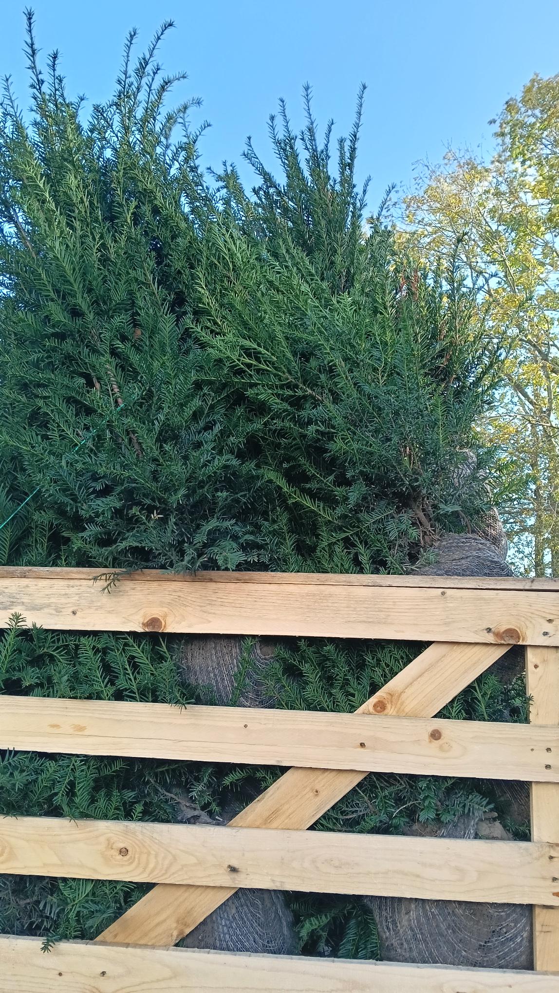 Taxus baccata root balls - 60-80cm (40 ) -Pallet deal -FREE DELIVERY