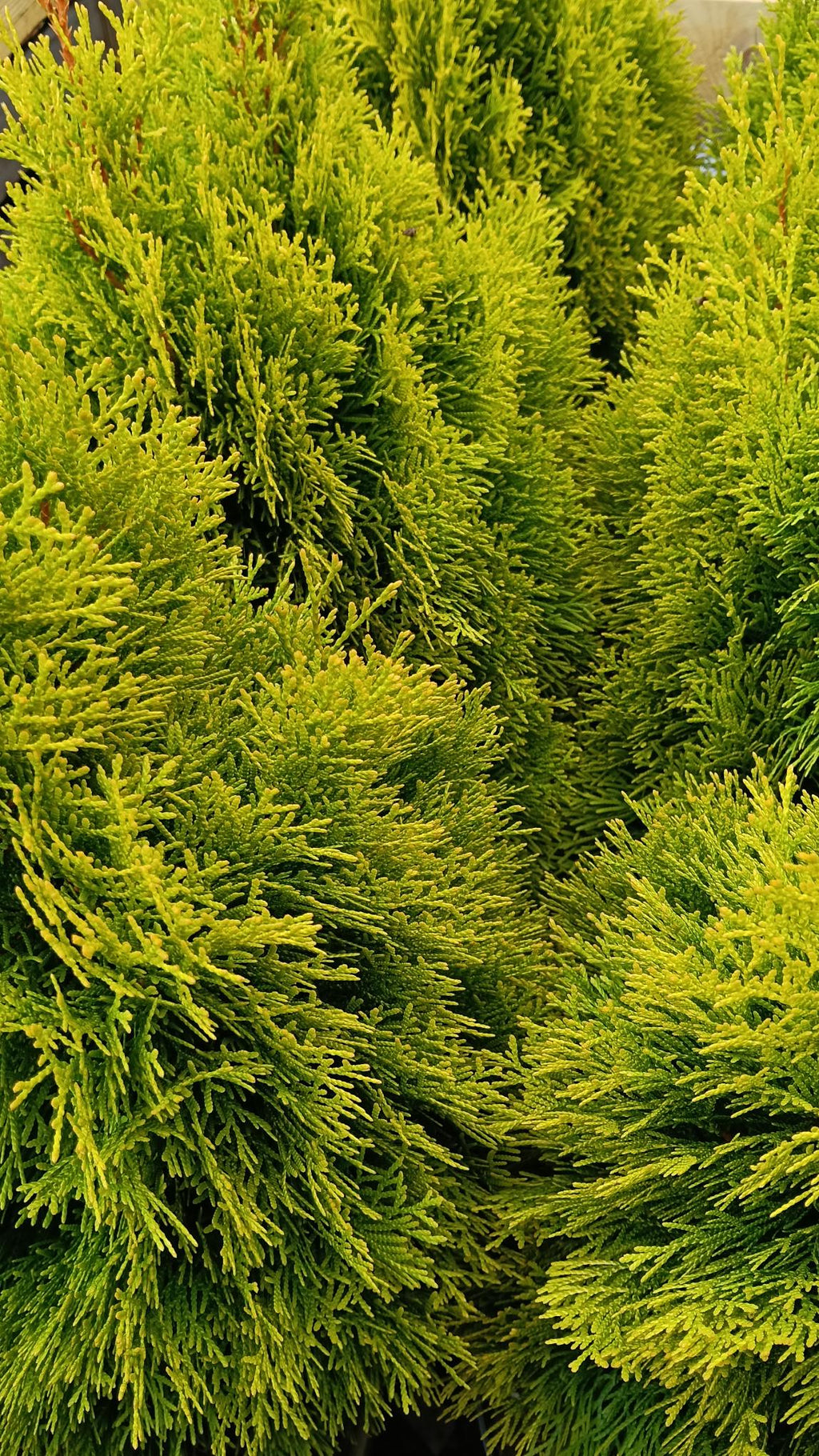Thuja orientalis 'Aurea Nana' - 12L pot