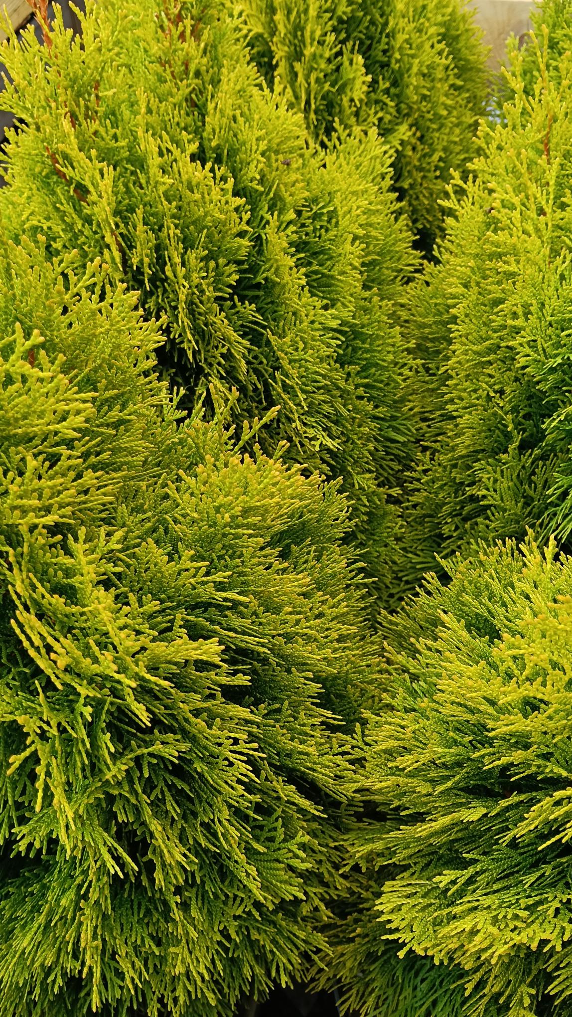 Thuja orientalis 'Aurea Nana' - 12L pot