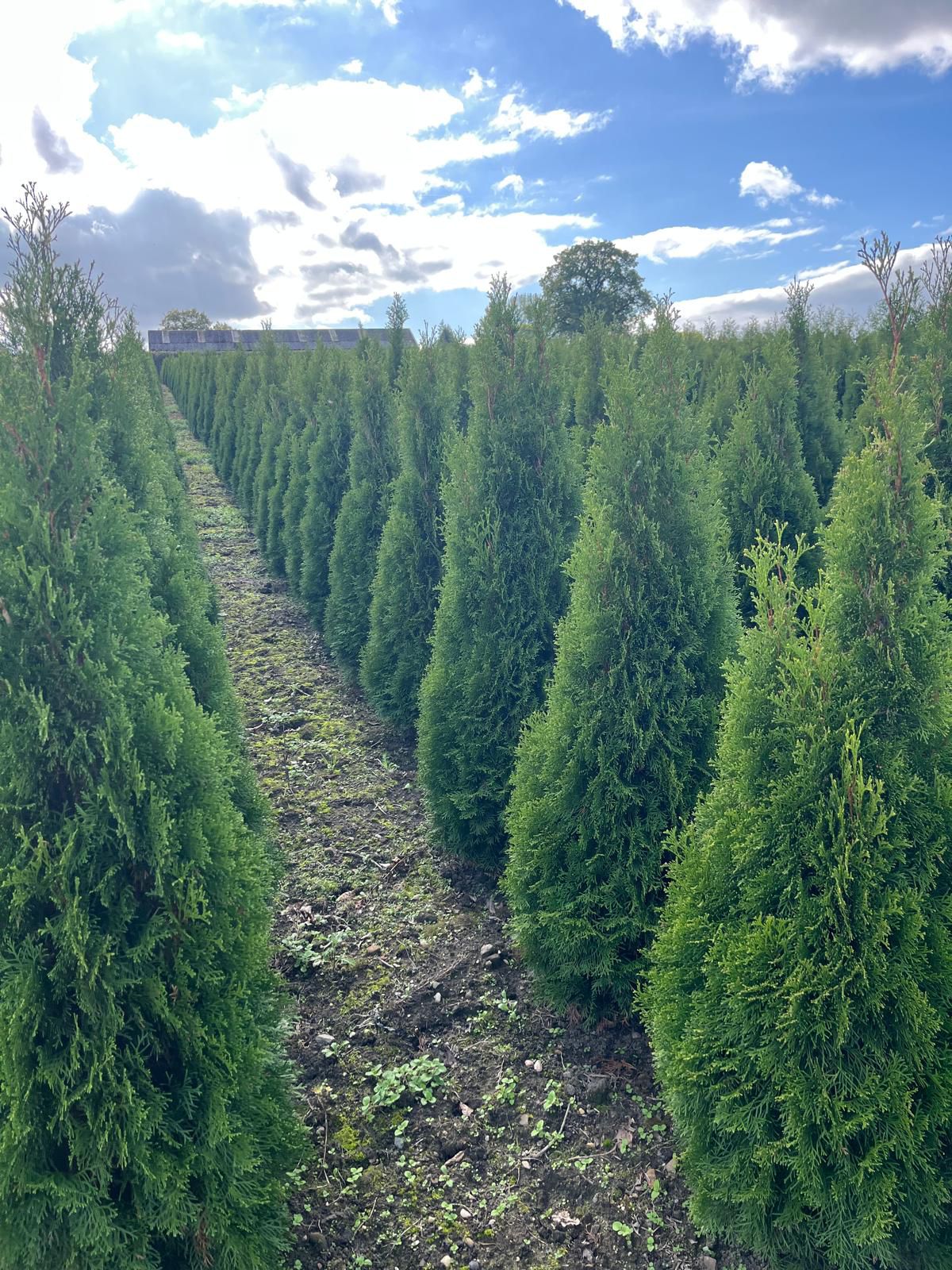 Thuja occidentalis 'Smaragd' (White Cedar Smargd) - Rootballed
