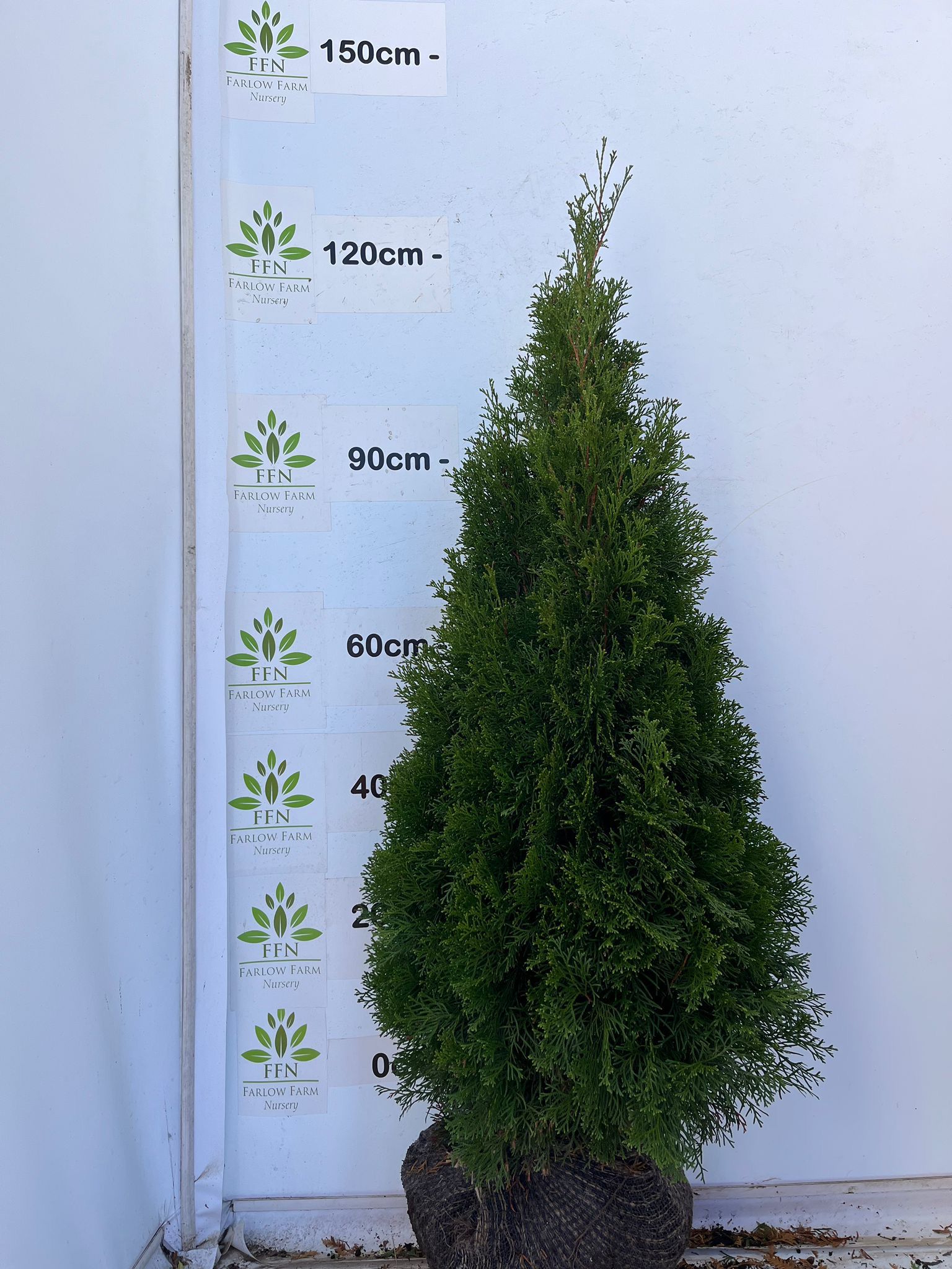 Thuja occidentalis 'Smaragd' (White Cedar Smargd) - Rootballed