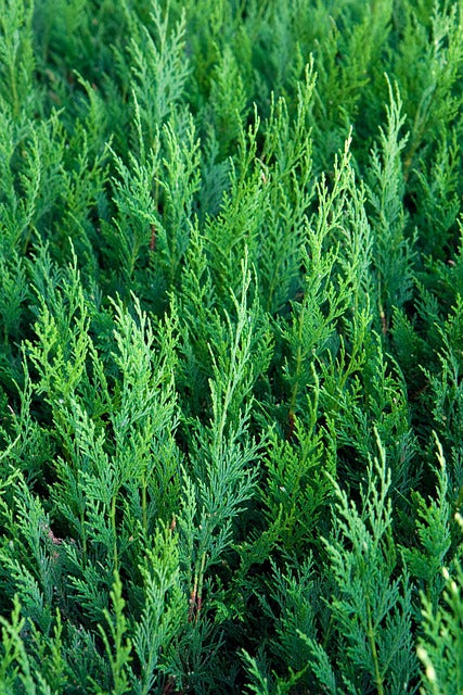 Thuja plicata (Western Red Cedar) - Potted
