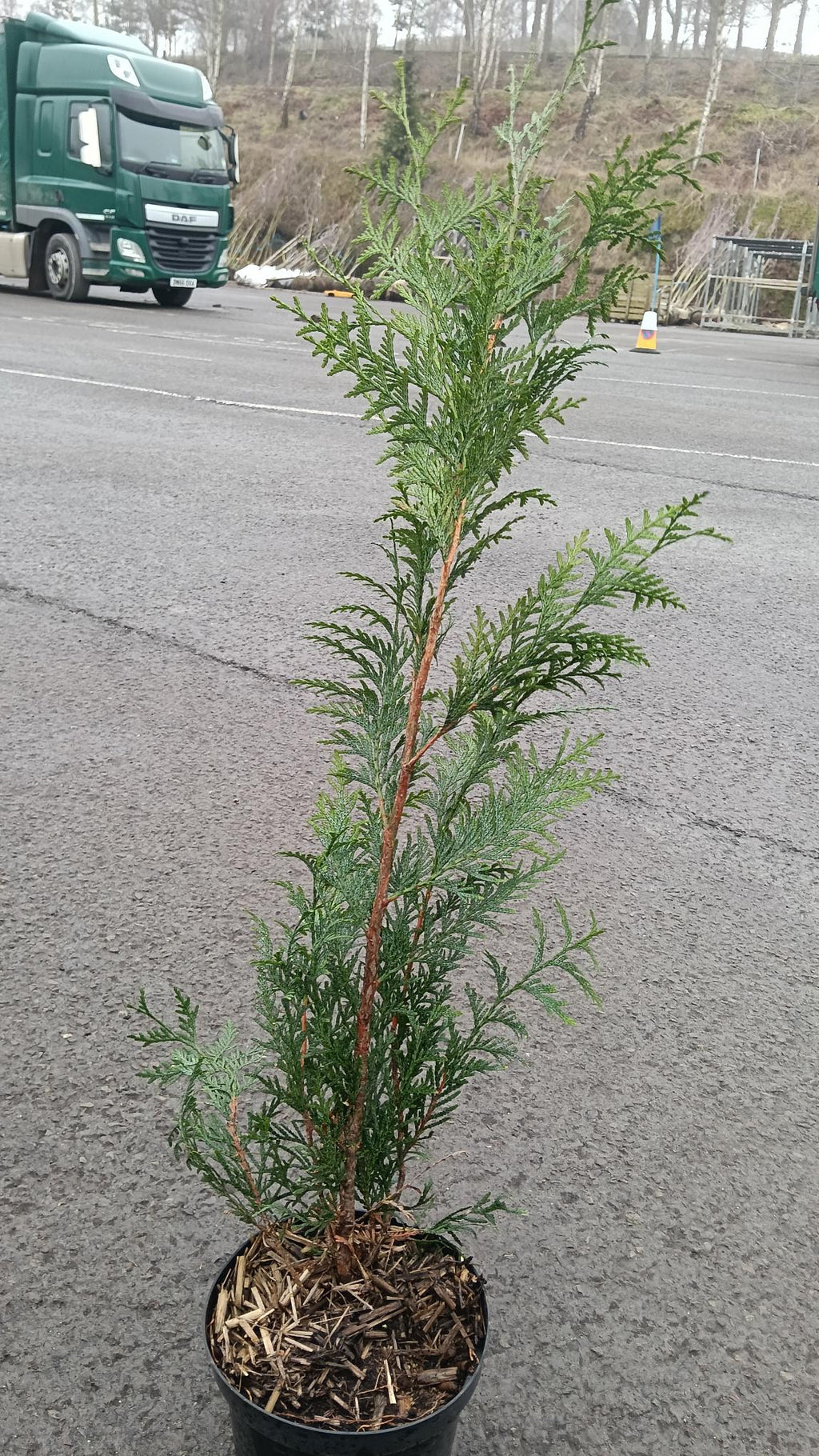 Thuja plicata (Western Red Cedar) - Potted