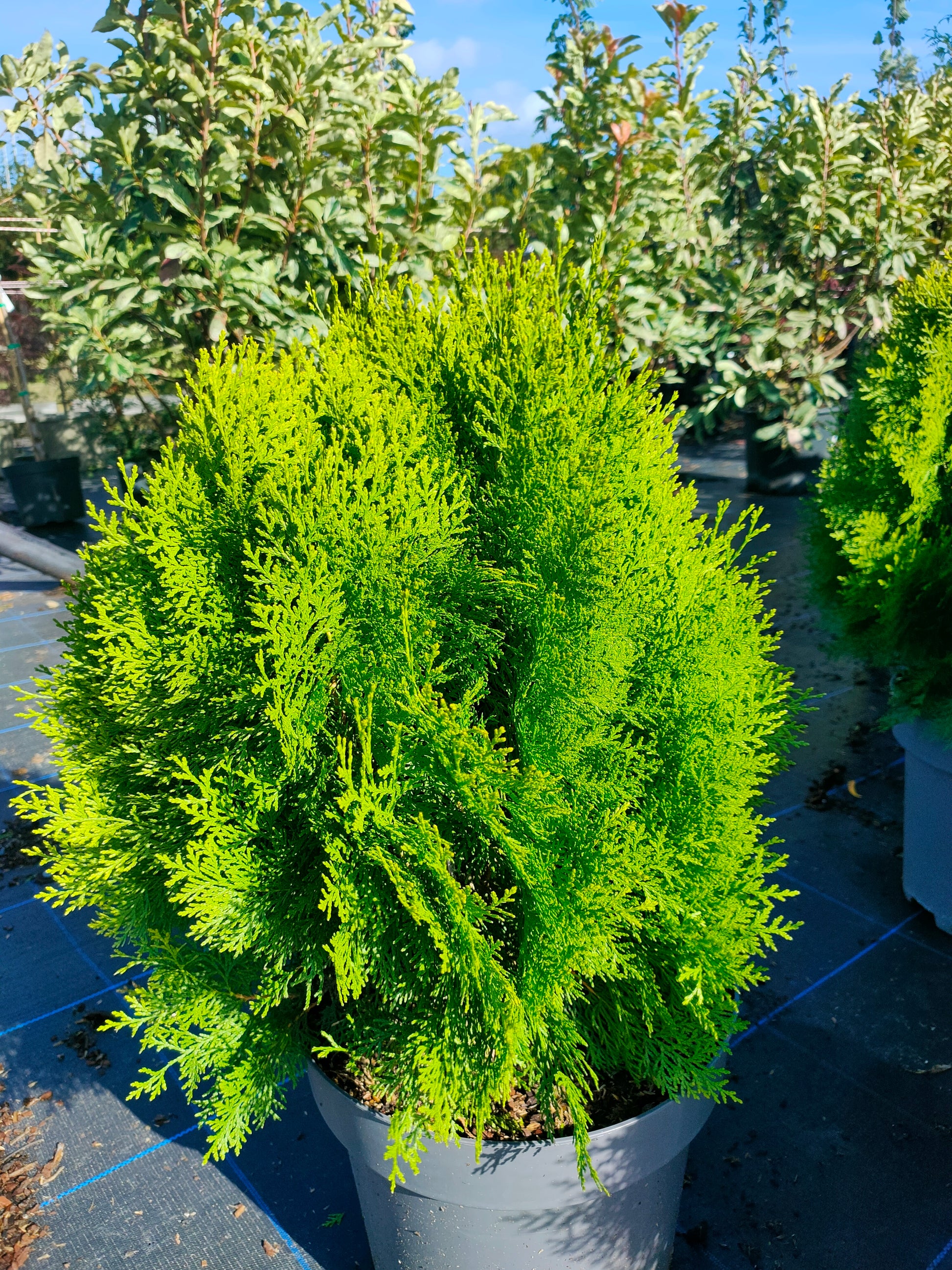Thuja occidentalis 'Aurea Nana' 3L