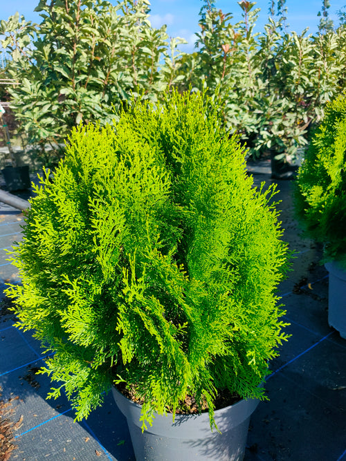 Thuja 'Aurea Nana' 3L