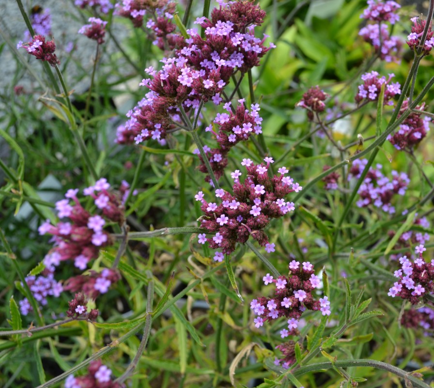 Prairie Style Perennials -2L pots- Pallet deal (200 plants) -FREE DELIVERY