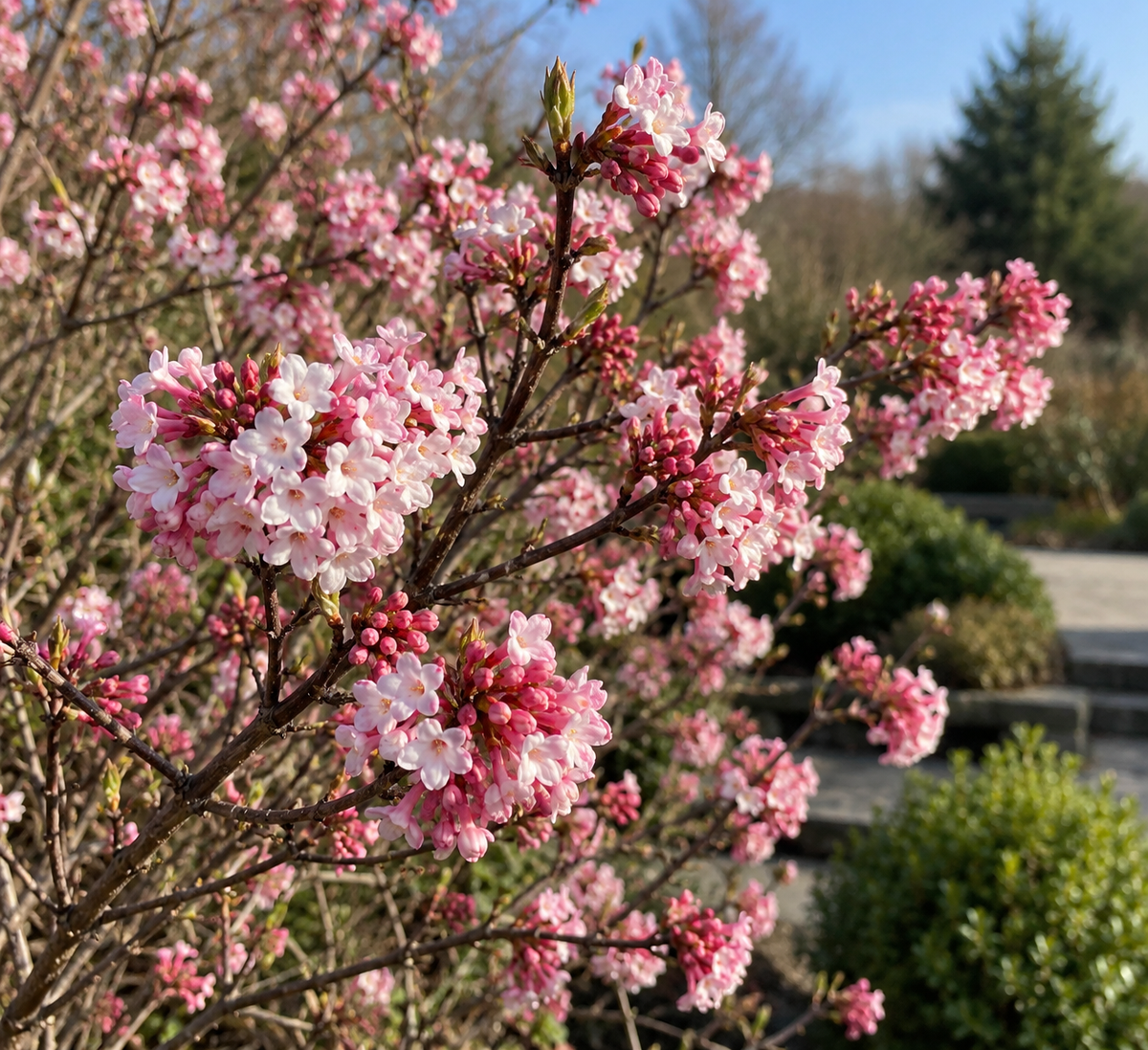 Viburnum bodnantense 'Charles Lamont' - Potted