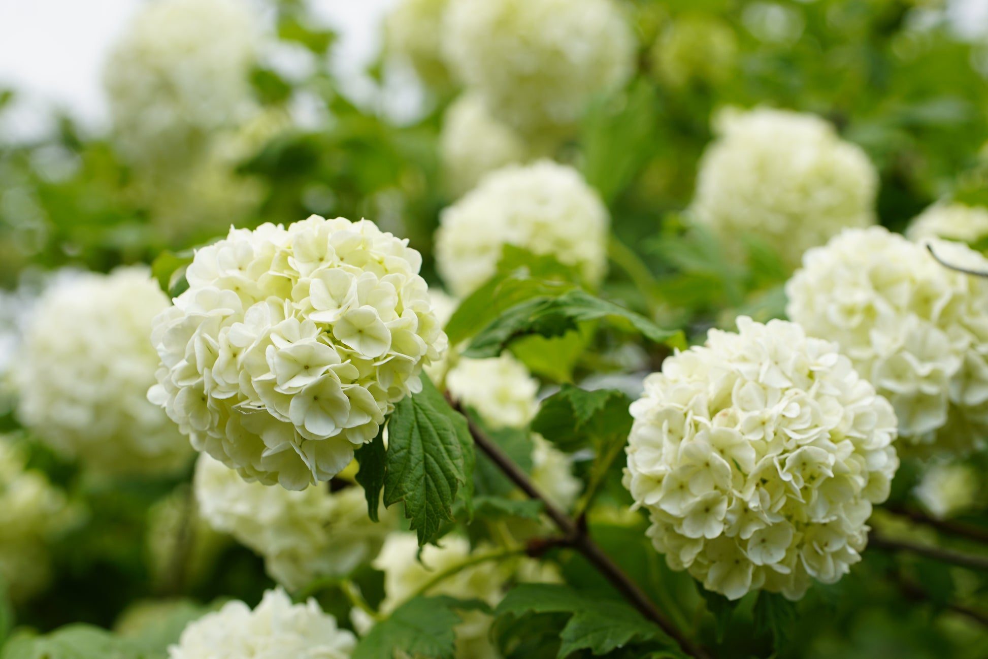 Viburnum opulus (Guelder Rose) - 2L potted