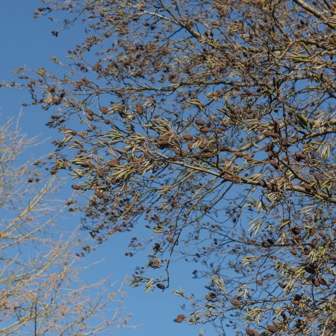 Alnus cordata (Italian Alder) - Bareroot image 0