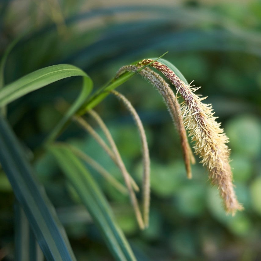 Carex pendula - 2L Pot image 0