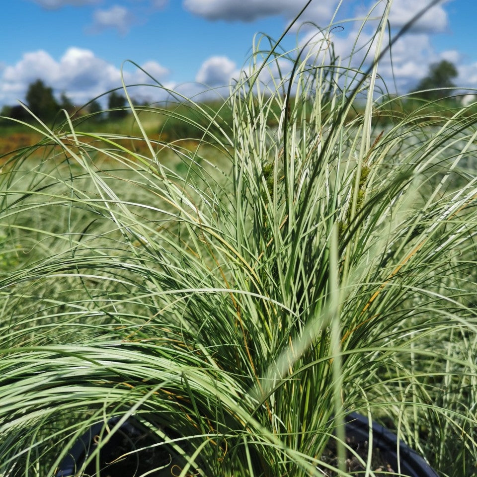 Carex comans 'Frosted Curls' - 2L Pot image 0