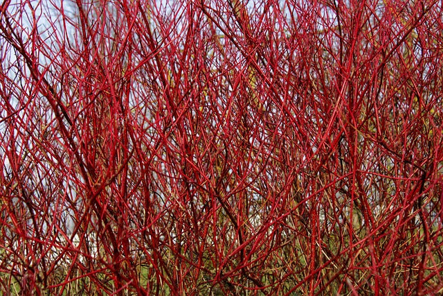 Cornus alba 'Sibirica' (Red stemmed Dogwood) - 2L Pot image 0