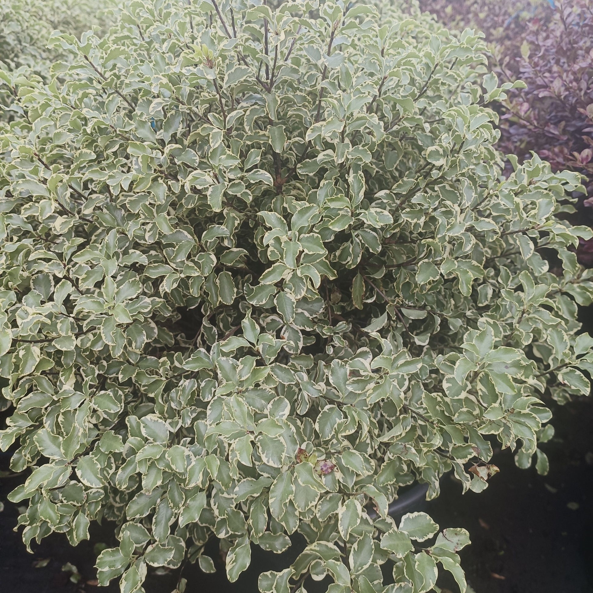 Pittosporum tenuifolium 'Variegatum - 20L Pot image 0