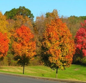 Acer freemanii 'Autumn Blaze' -175-200CM-10L pot image 0