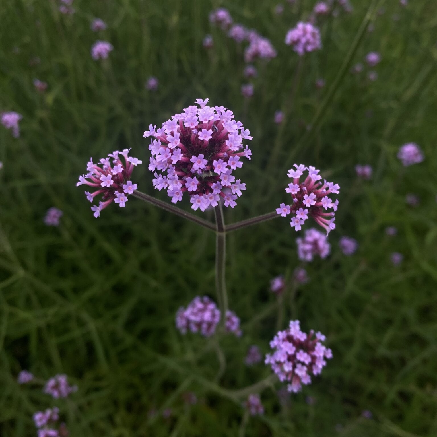 Verbena bonariensis - 2L Pot image 0