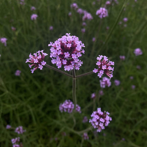 Verbena bonariensis - 2L Pot image 0