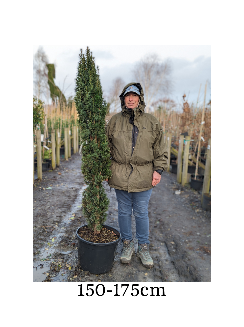 Taxus baccata 'Fastigiata Robusta' (Robust Irish Yew) -Potted image 3