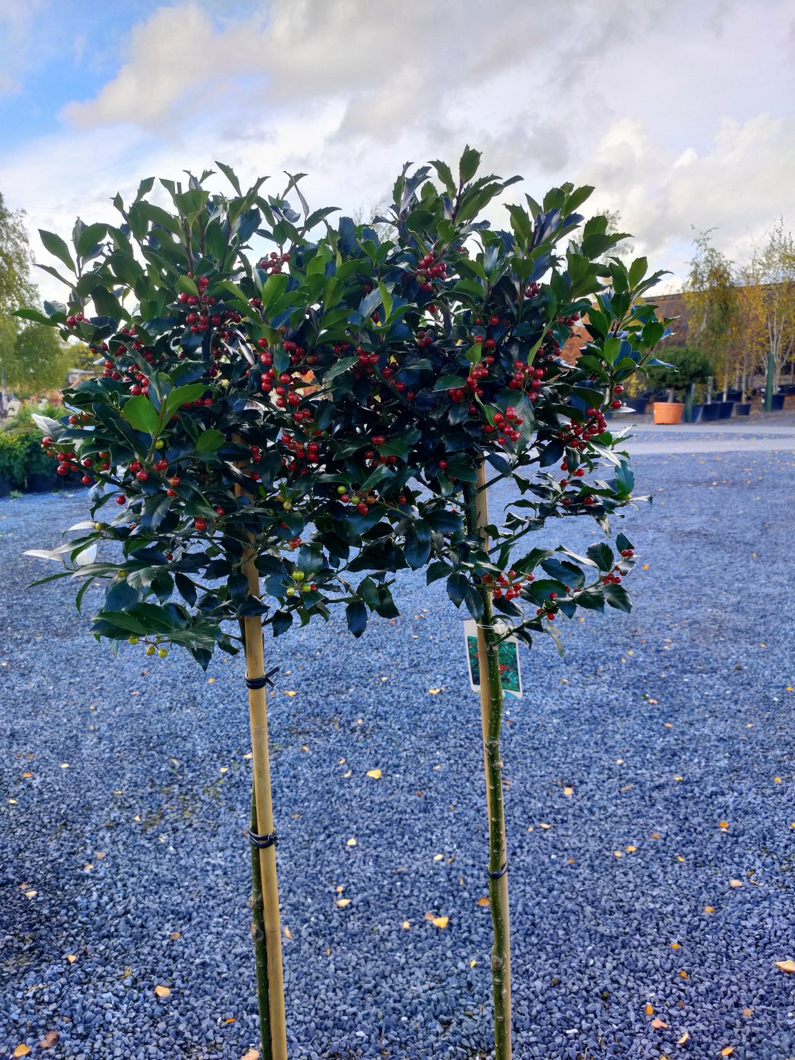 Ilex x meserveae 'Blue Maid'' 1/2 std -90cm clear stem image 0
