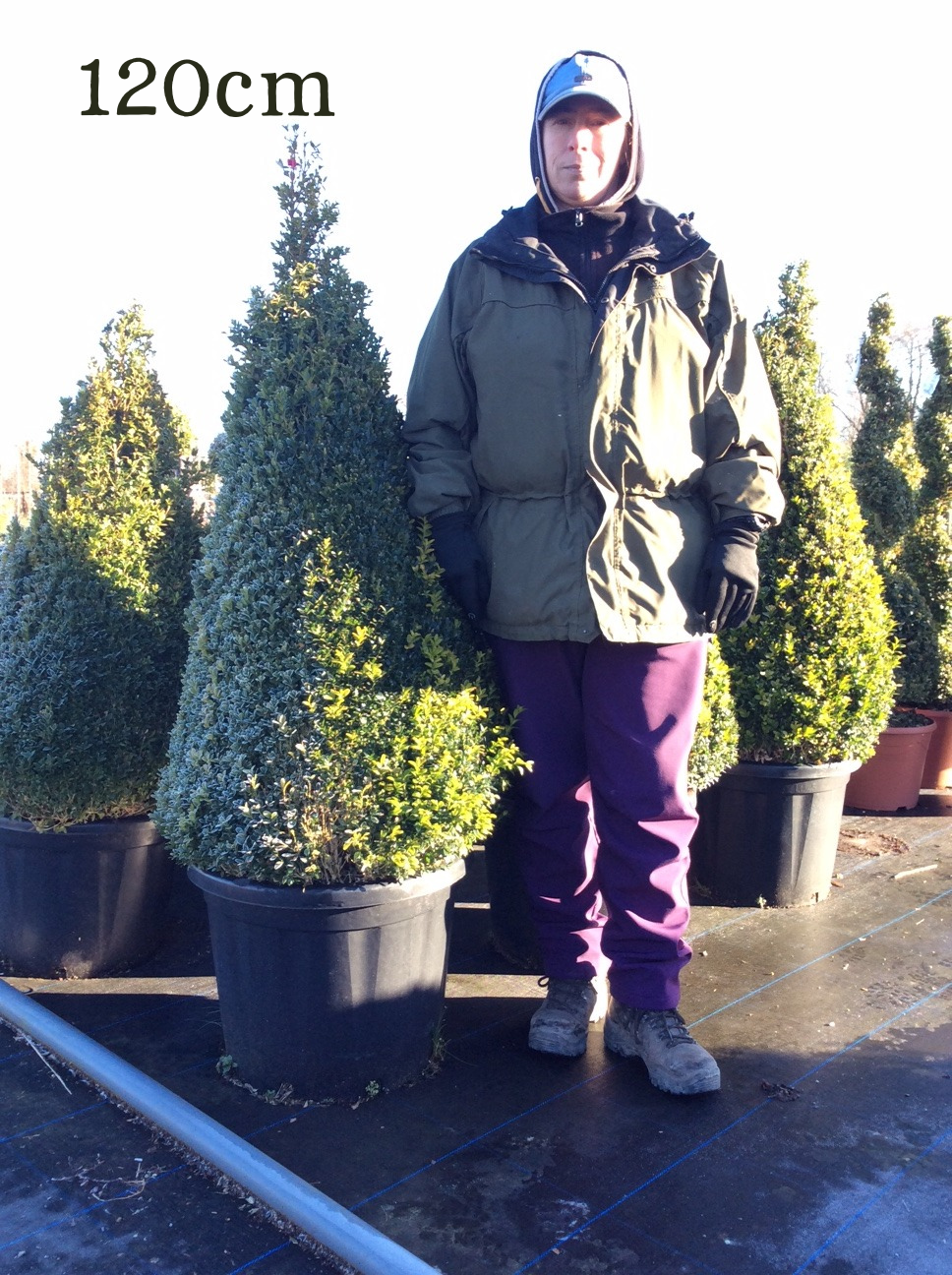 Buxus sempervirens (Box) - Cone image 4