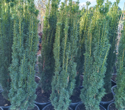 jumbo thuja Thuja Green Giant – Fast-Growing Evergreen Privacy Tree – Greenwood Nursery main image 0