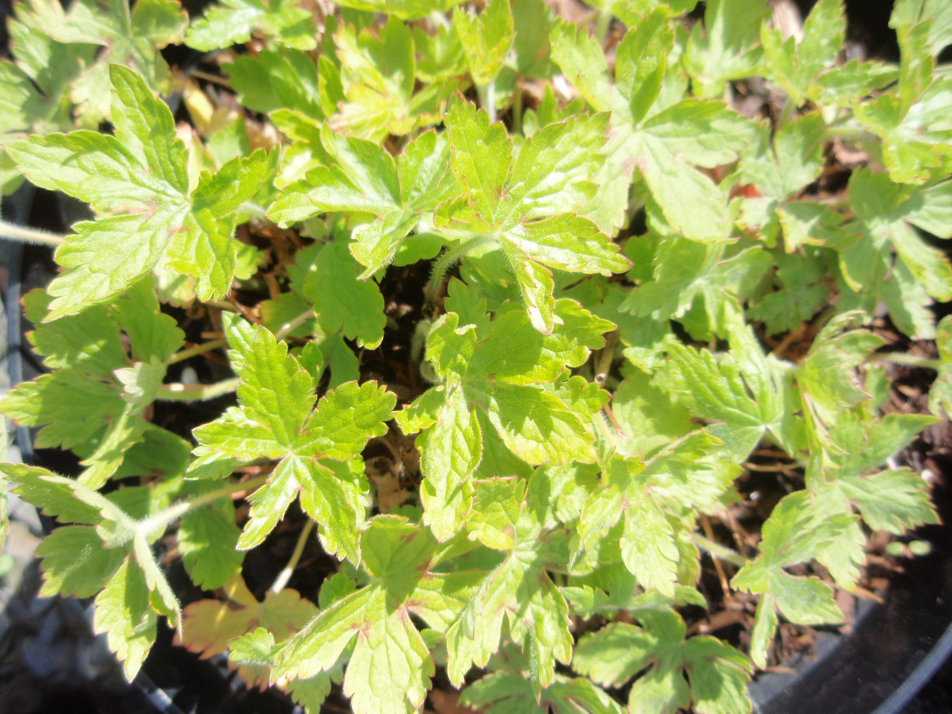 Geranium versicolour image 0