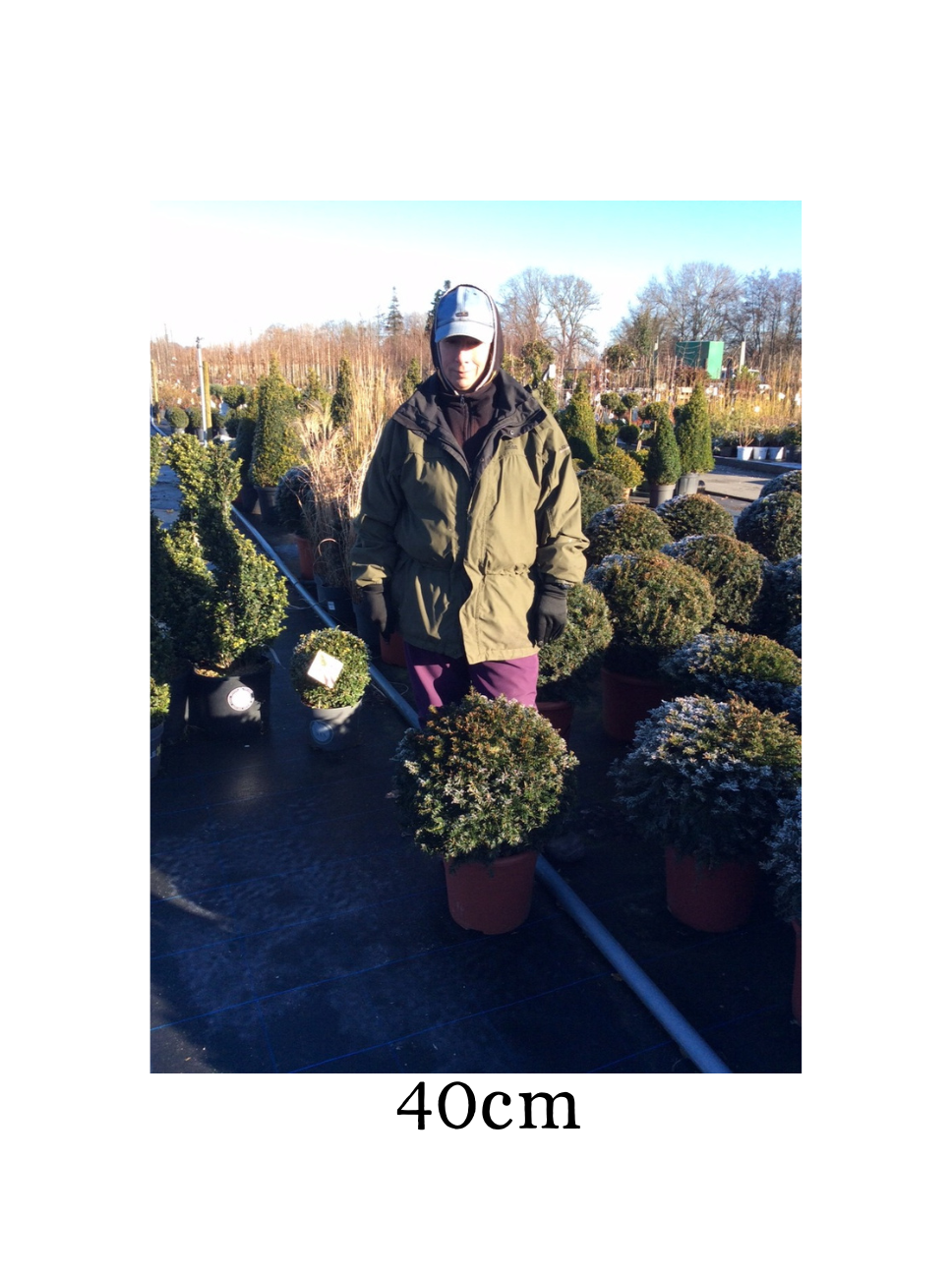 Taxus baccata (Yew) Ball image 2