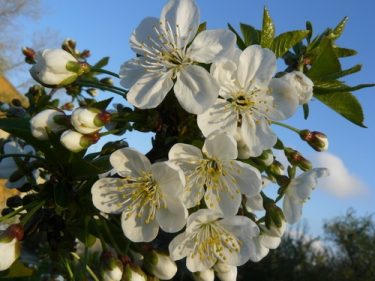 Prunus 'Fragrant Cloud' 10L pot image 0