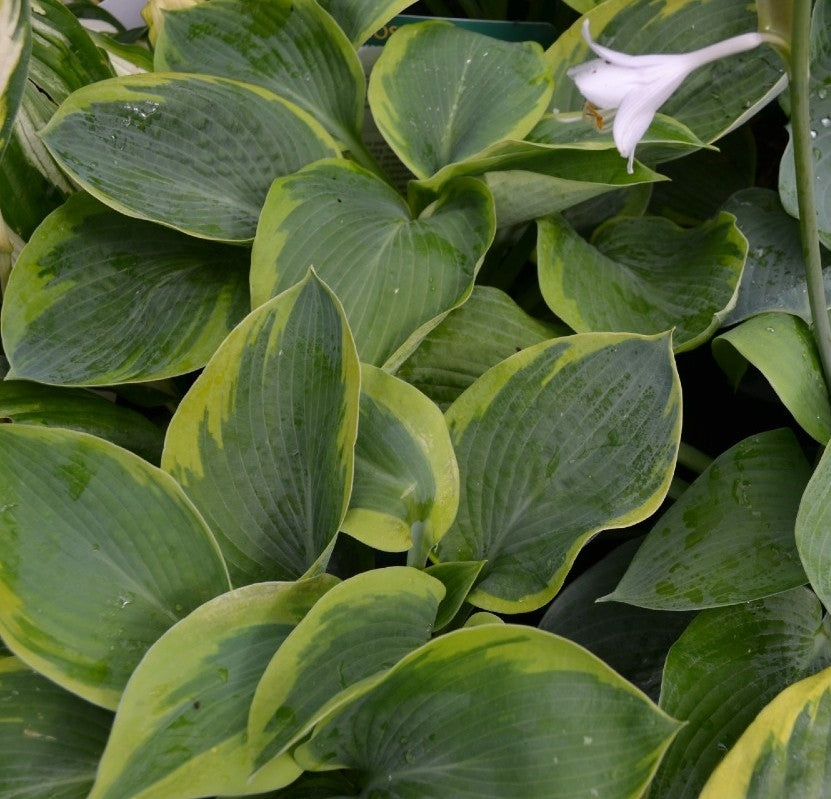 Hosta - random selection - 2L pot image 0