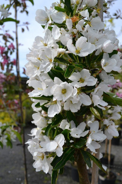 Malus 'Adirondack' 10L pot image 0