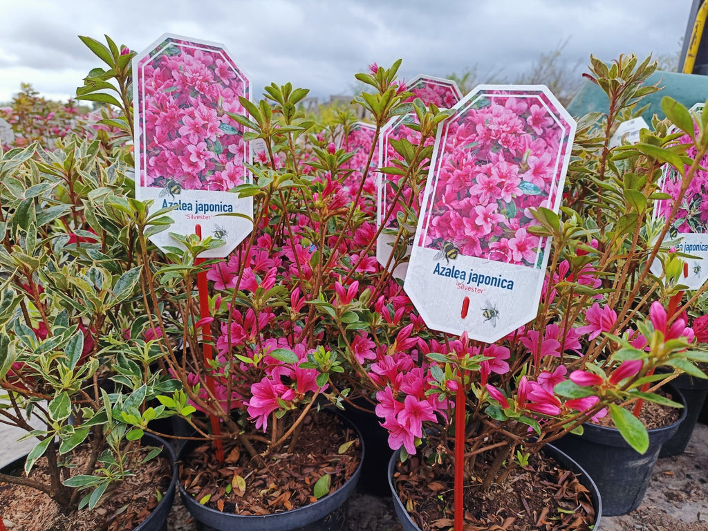 Azalea japonica (Japanese Azalea) - 2L pot image 1