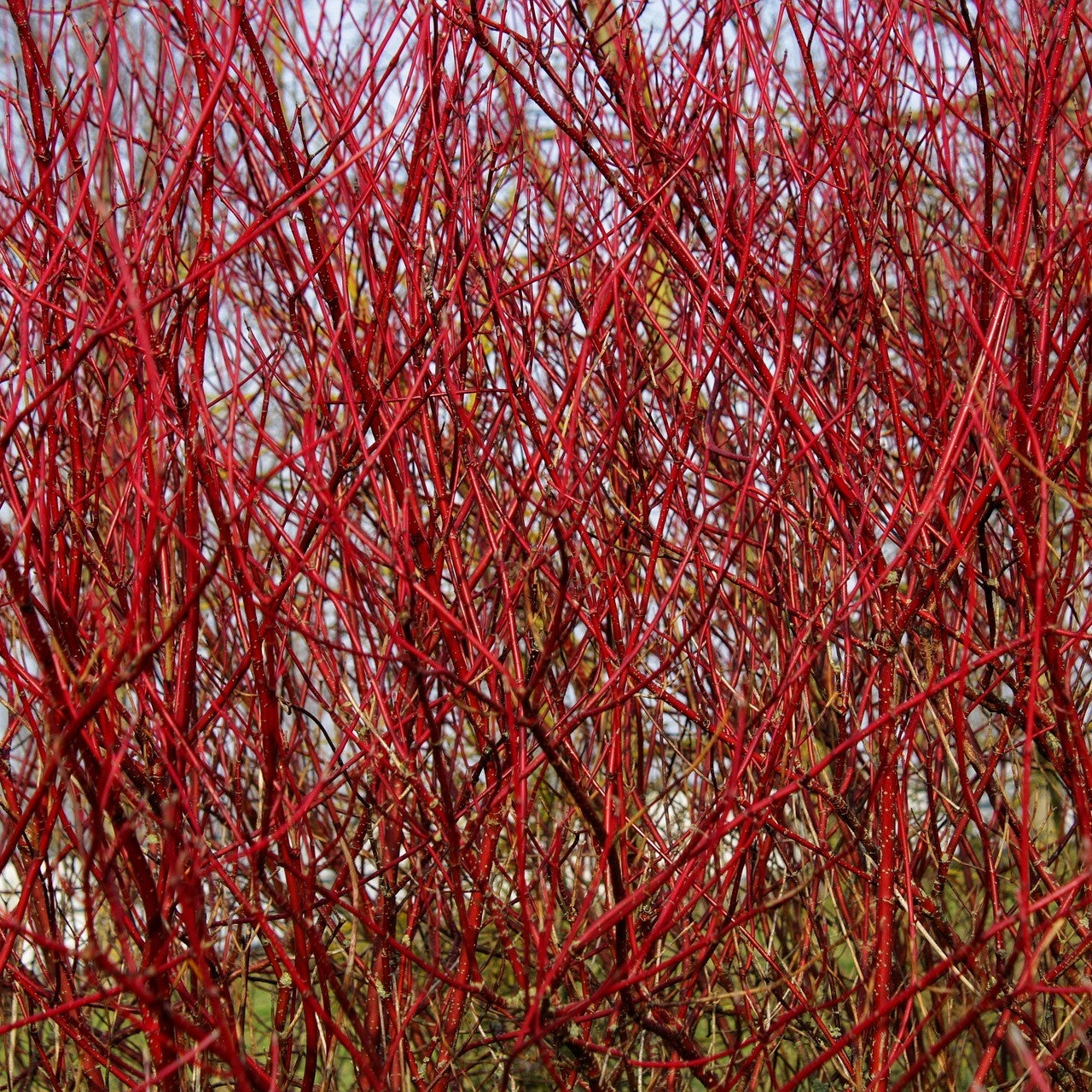 Cornus alba (Dogwood) - 2L - Potted image 0