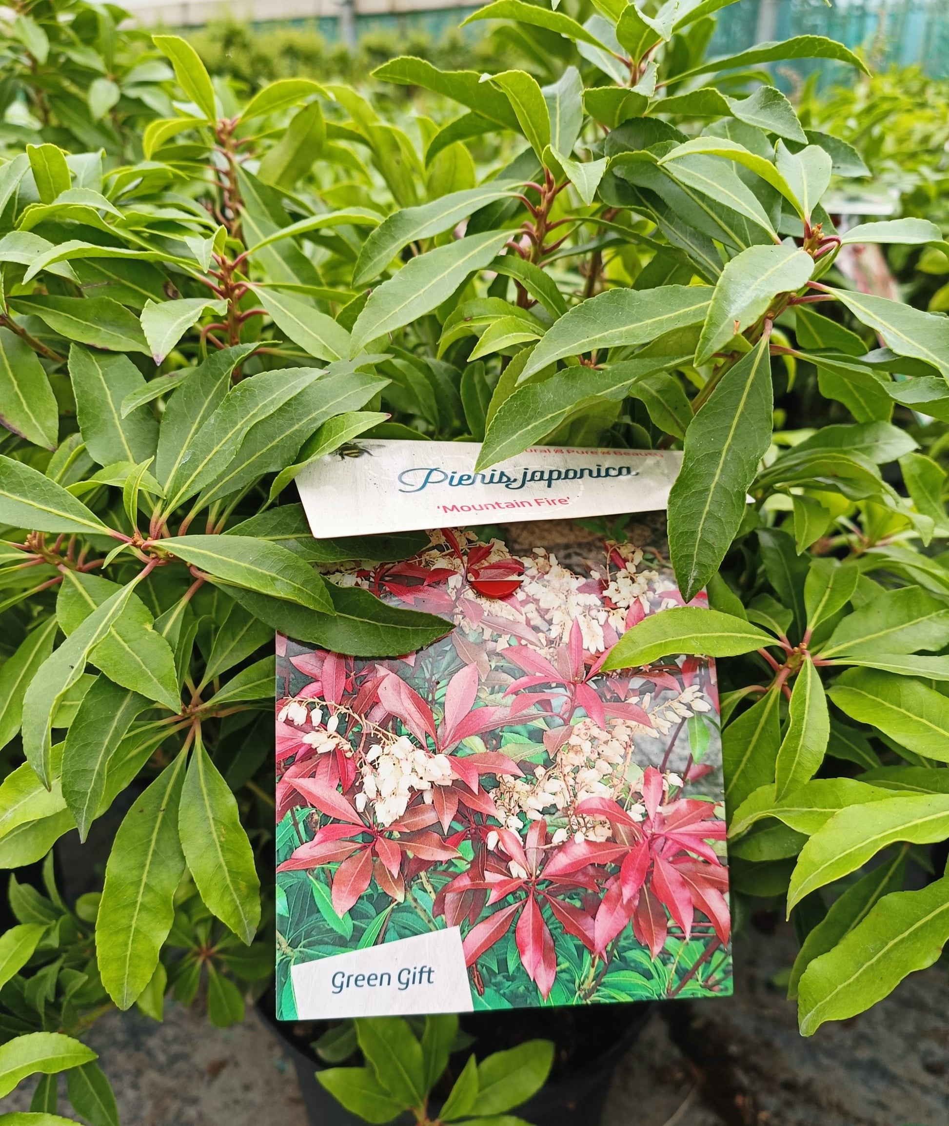 Pieris 'Mountain Fire' (Lily of the Valley Shrub)-3L pot image 0