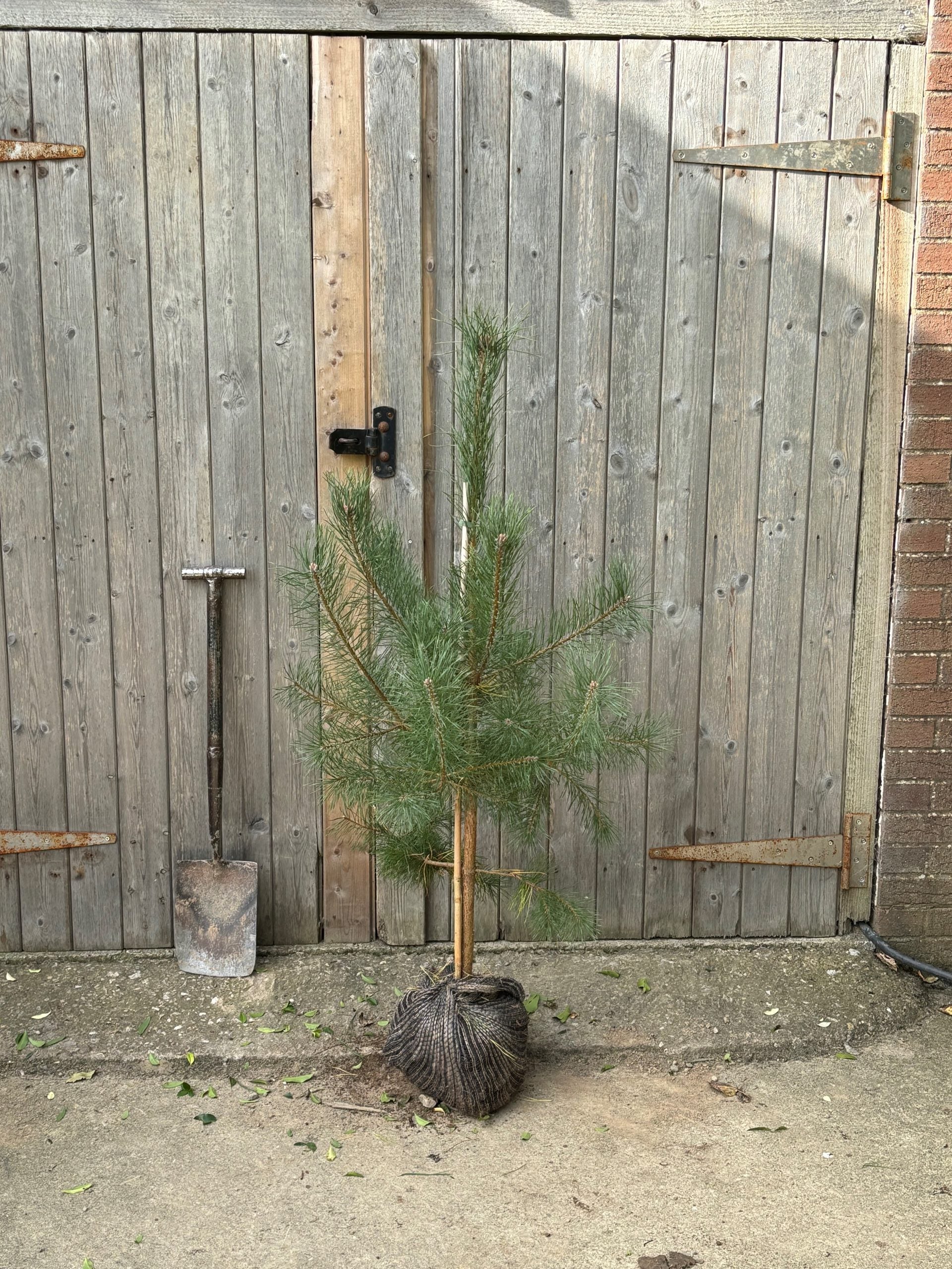 Pinus sylvestris (Scots Pine) -Root Balled -  Available Nov-March image 2