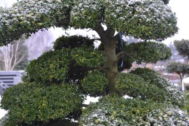 Ilex crenata bonsai Cloud Trees image 0