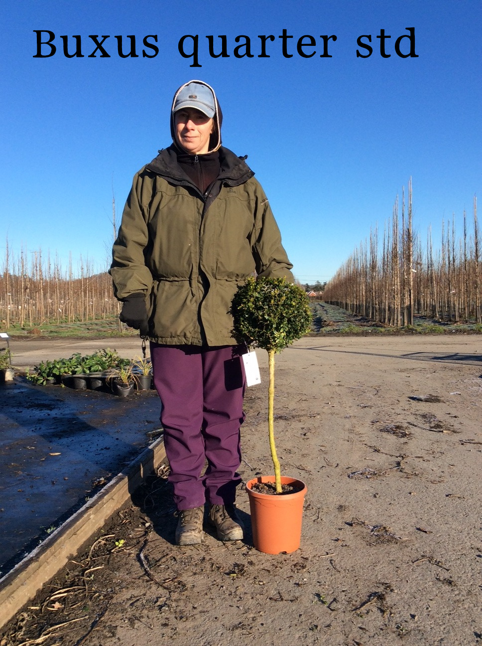 Buxus sempervirens (Box) - Quarter Standard/60cm Clear Stem image 1