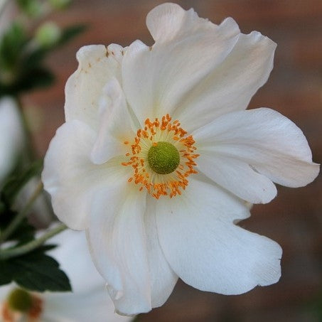 Anemone 'Honorine Jobert' - 2L Pot image 0