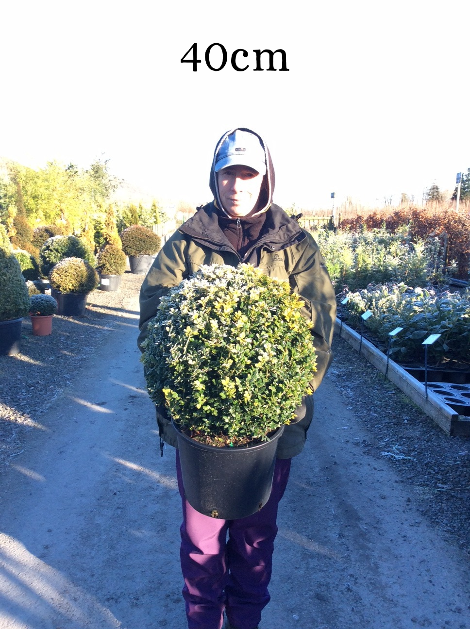 Buxus (Box) Ball image 2
