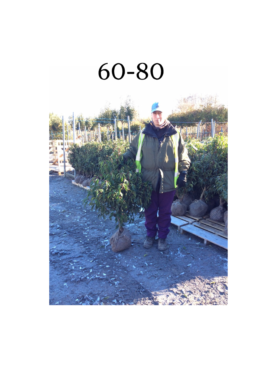 Prunus lusitanica (Portuguese Laurel) - Rootballed image 1