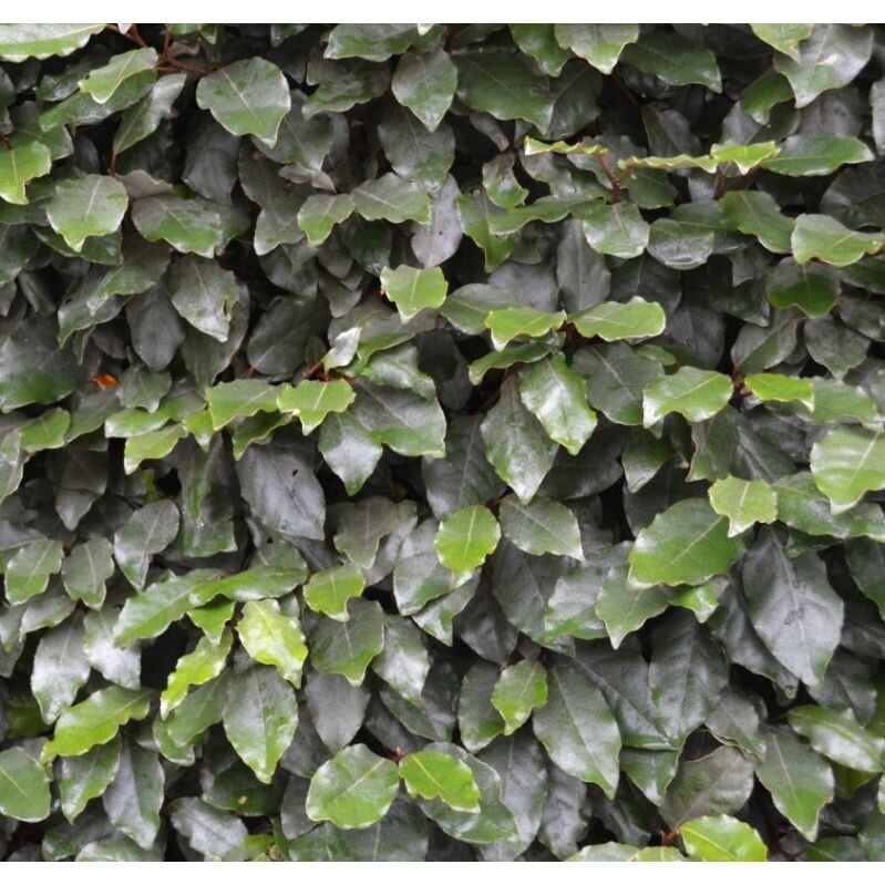 Elaeagnus x ebbingei (Spiny Oleaster) - Potted image 0