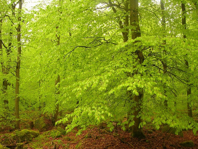 Fagus sylvatica (Green Beech) Potted