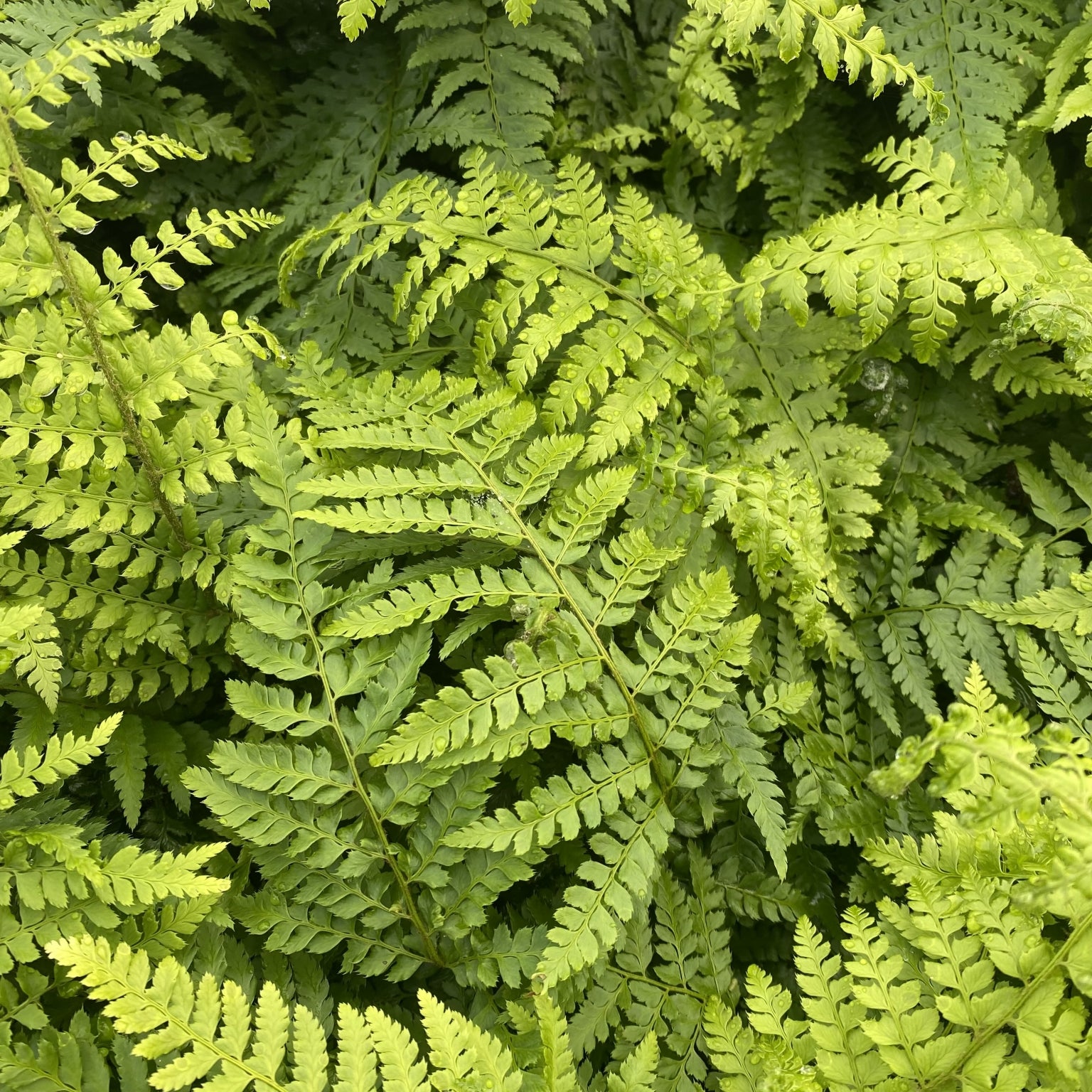 Polystichum setiferum - 2L - Pot image 0