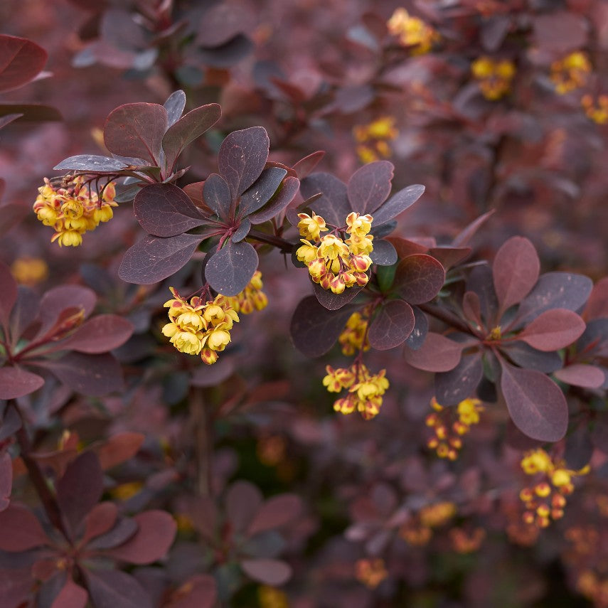 Berberis thunbergii 'Atropurpurea' - Bare root