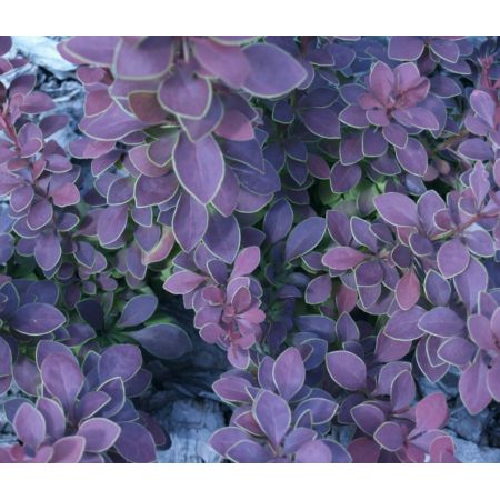 Berberis thunbergii 'Atropurpurea' - Bare root