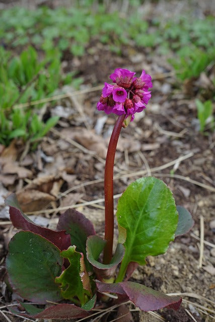 Bergenia cordifolia (Heart leaf Bergenia)-2L pot