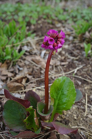 Pink flower with green leaves on a natural background