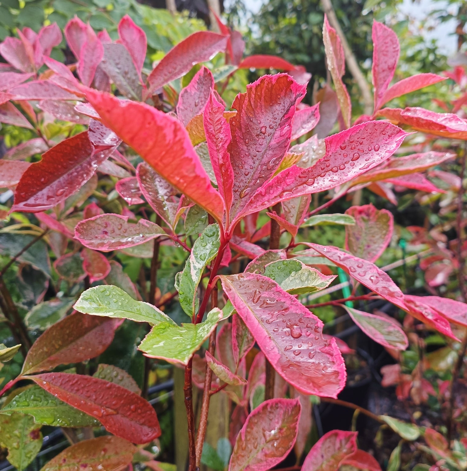 Photinia x fraseri 'Pink Marble' -10L pot image 0