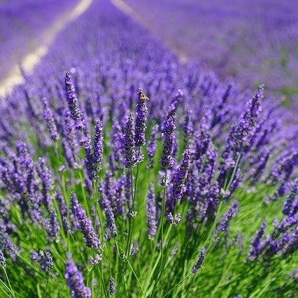 Lavandula ang. 'Munstead'-2L pot image 0