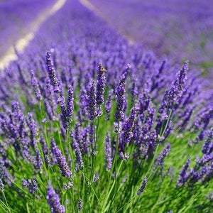 Lavandula ang. 'Munstead'-2L pot image 0