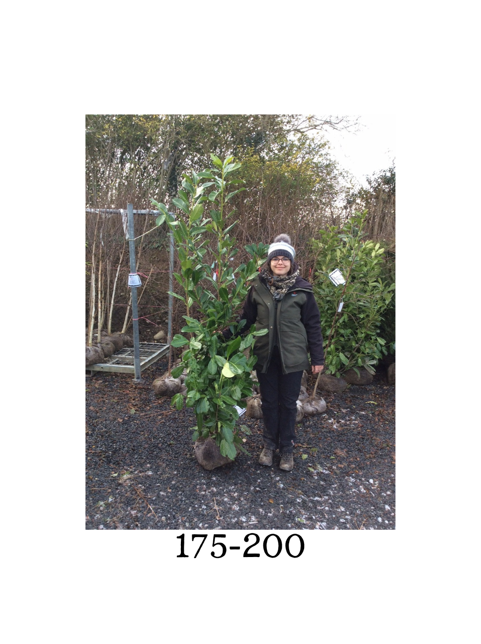 Prunus laurocerasus (Common Laurel) - Rootballed image 4
