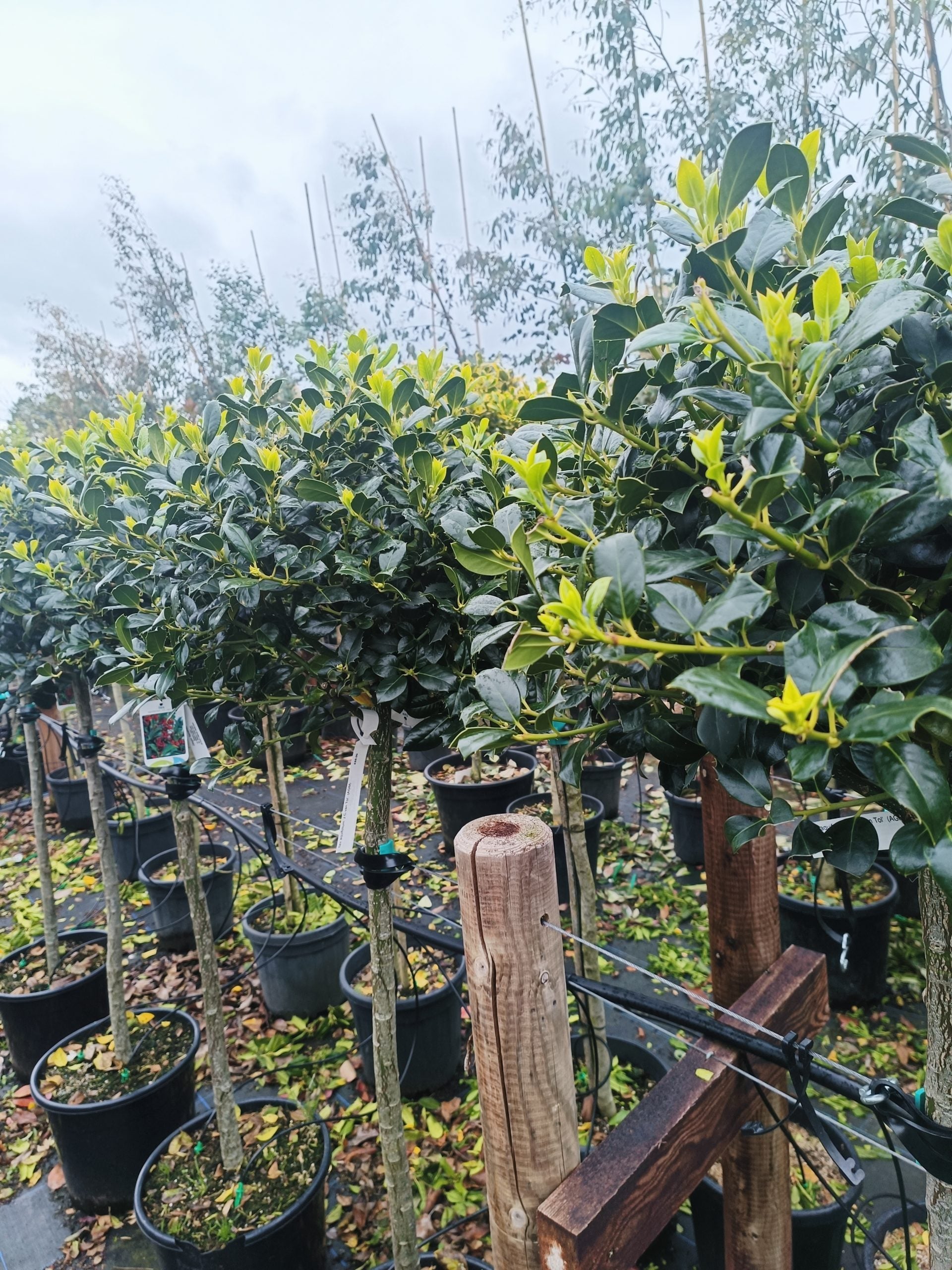 Ilex aquifolium 'JC van Tol' - Half Standard image 0